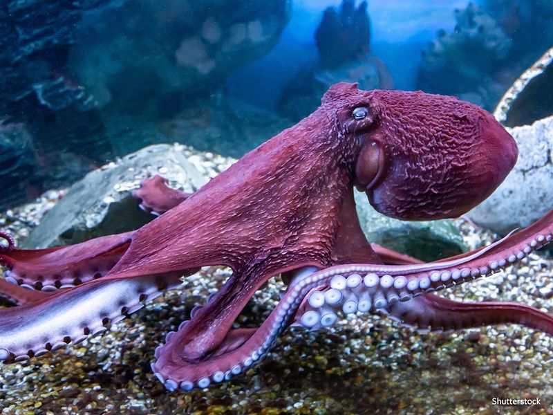 Octopus