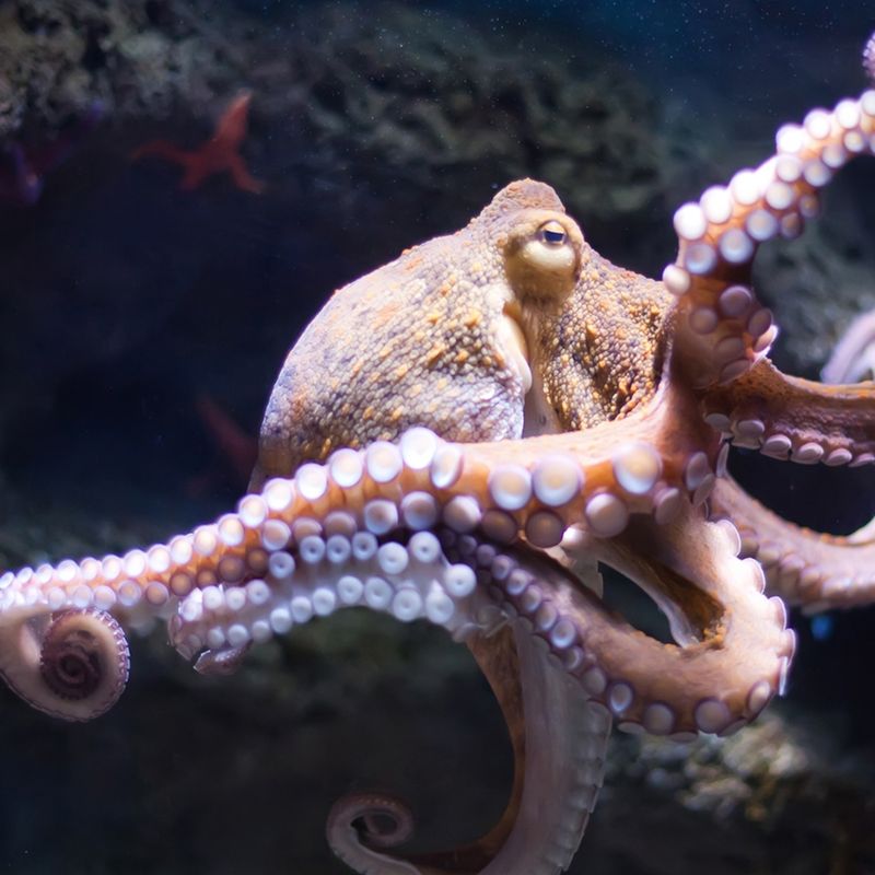 Octopus