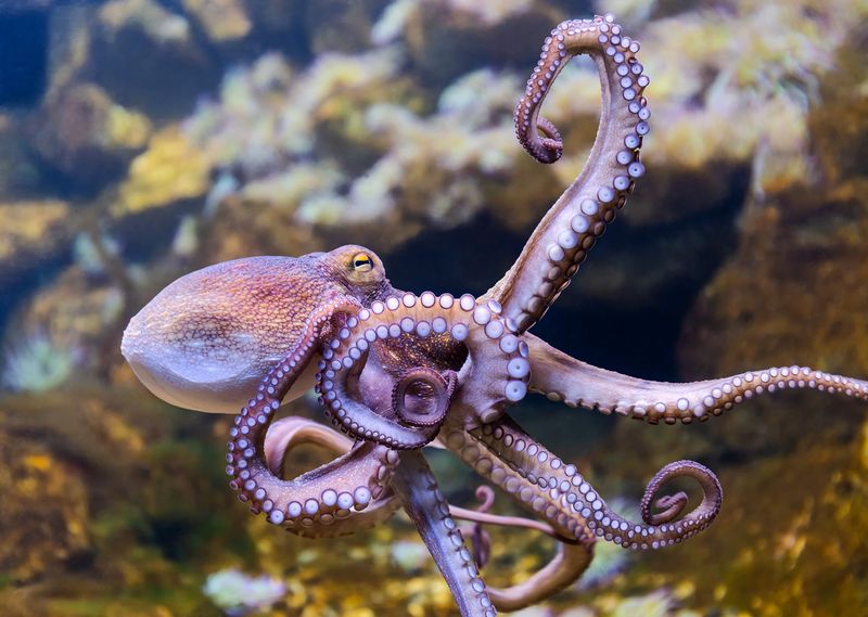 Octopus Intelligence