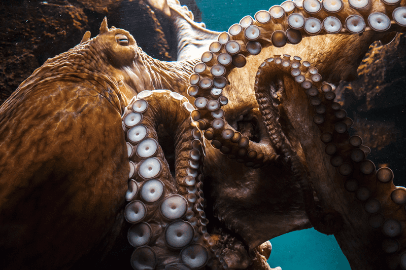 Octopus Intelligence