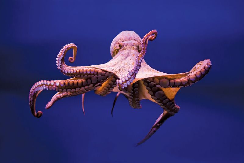 Octopus Intelligence