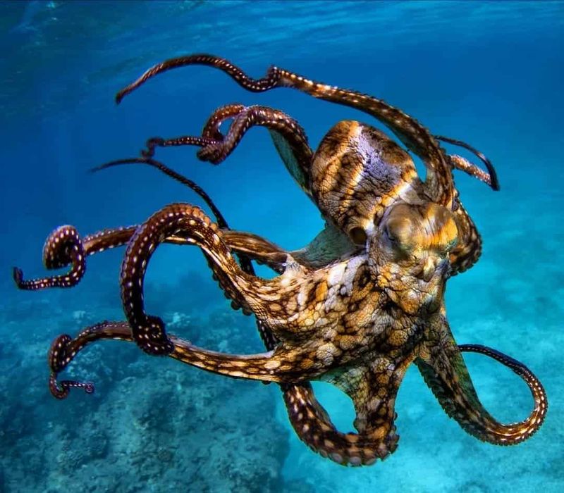 Octopus Play Behavior