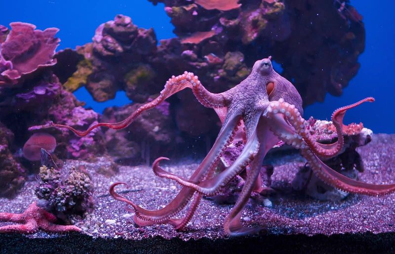Octopuses