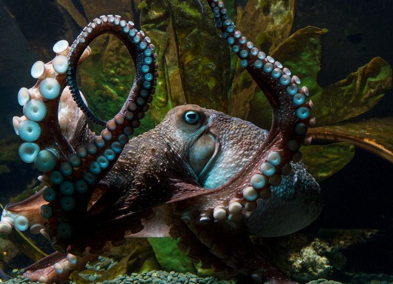 Octopuses Escaping Cages