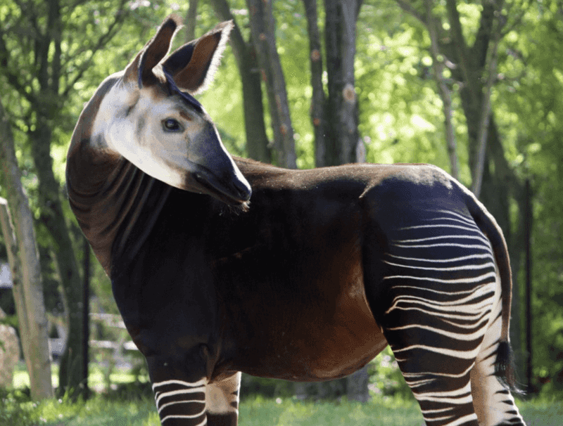 Okapi