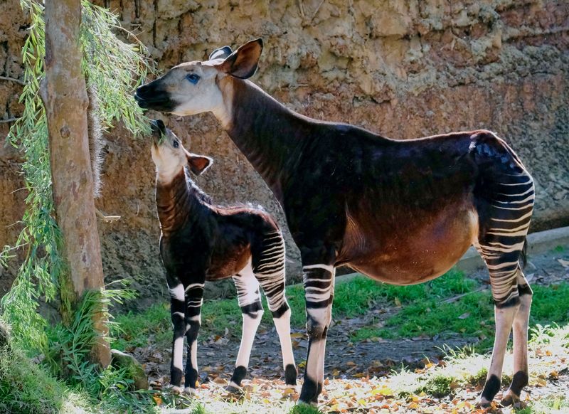 Okapi