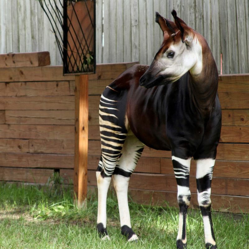 Okapi