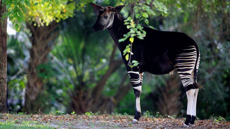 Okapi