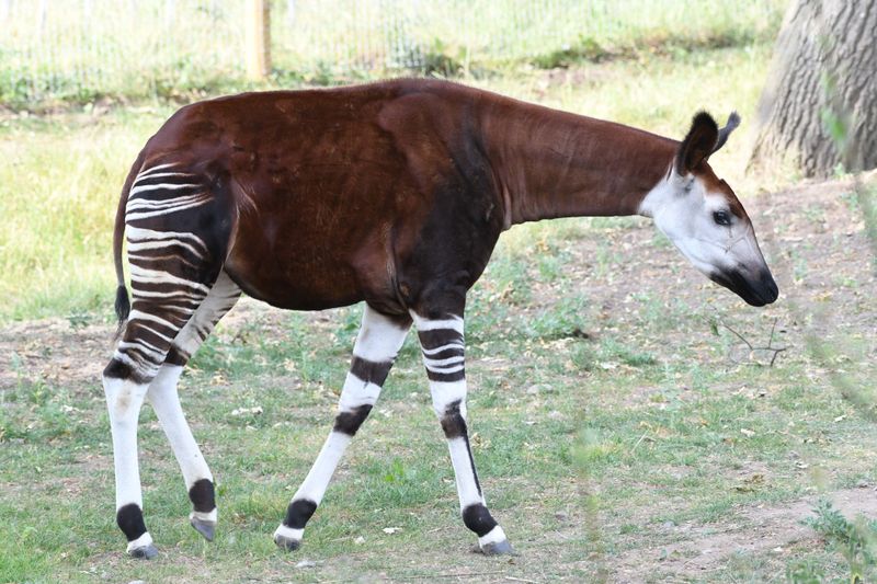 Okapi