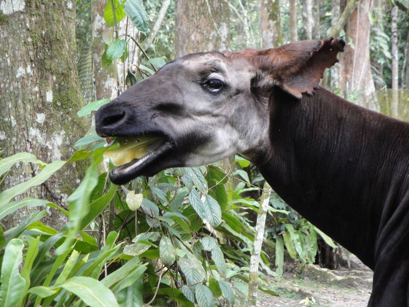 Okapi