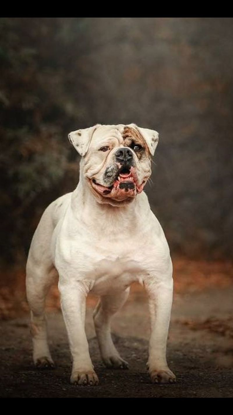 Old English Bulldog