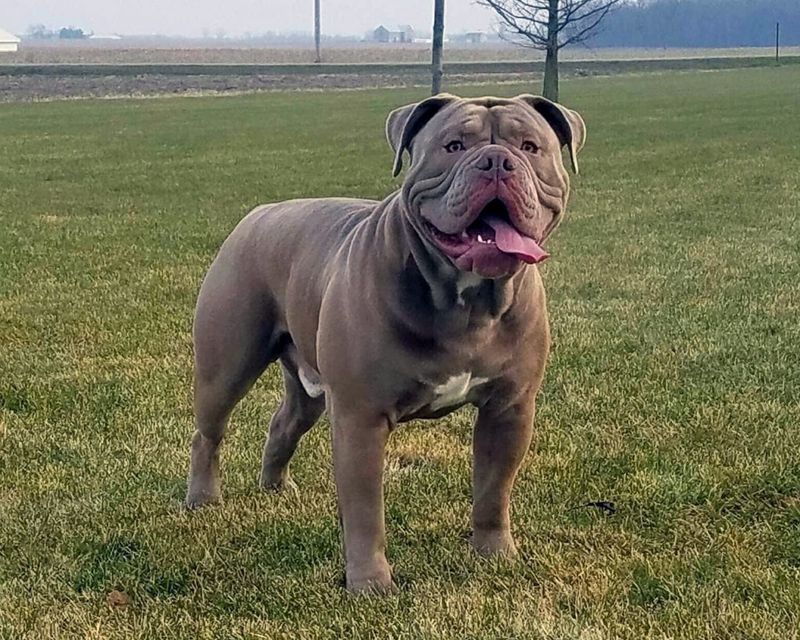 Old English Bulldog