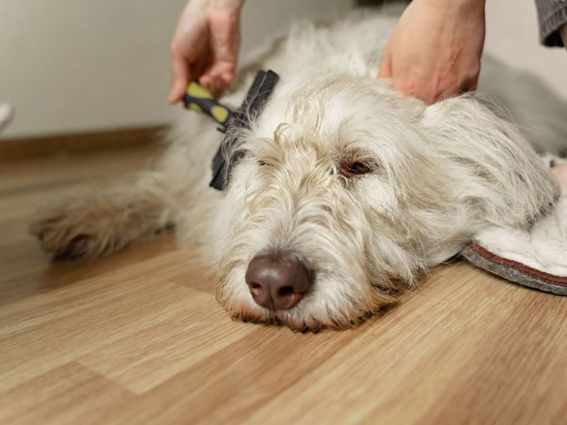 Old English Sheepdog