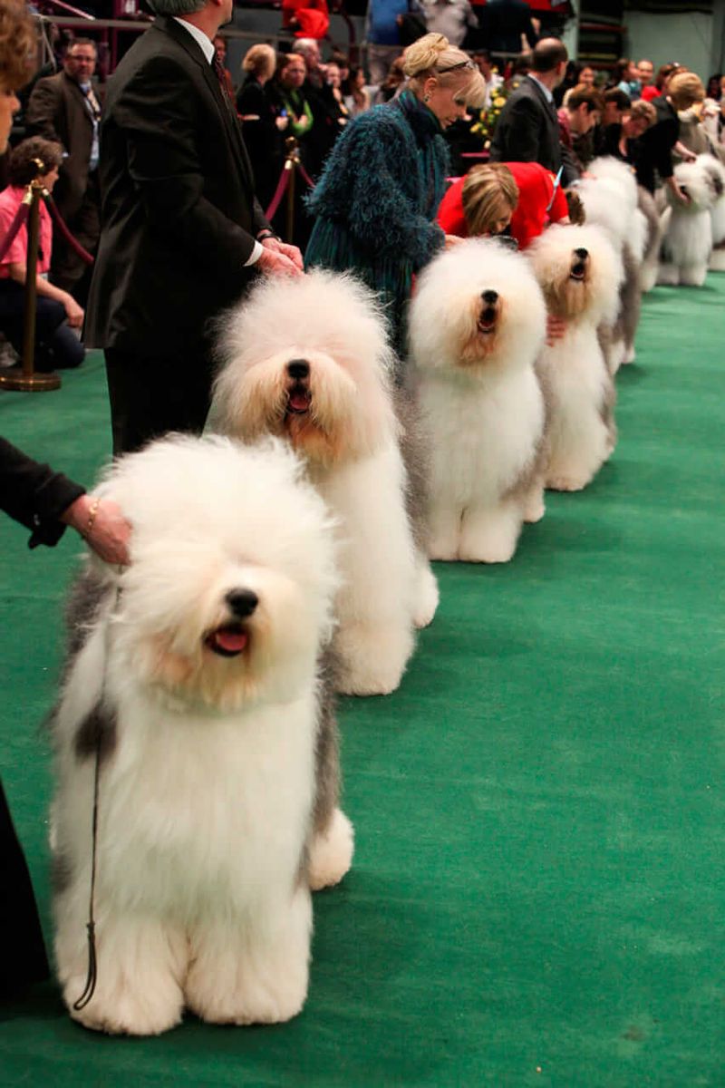 Old English Sheepdog