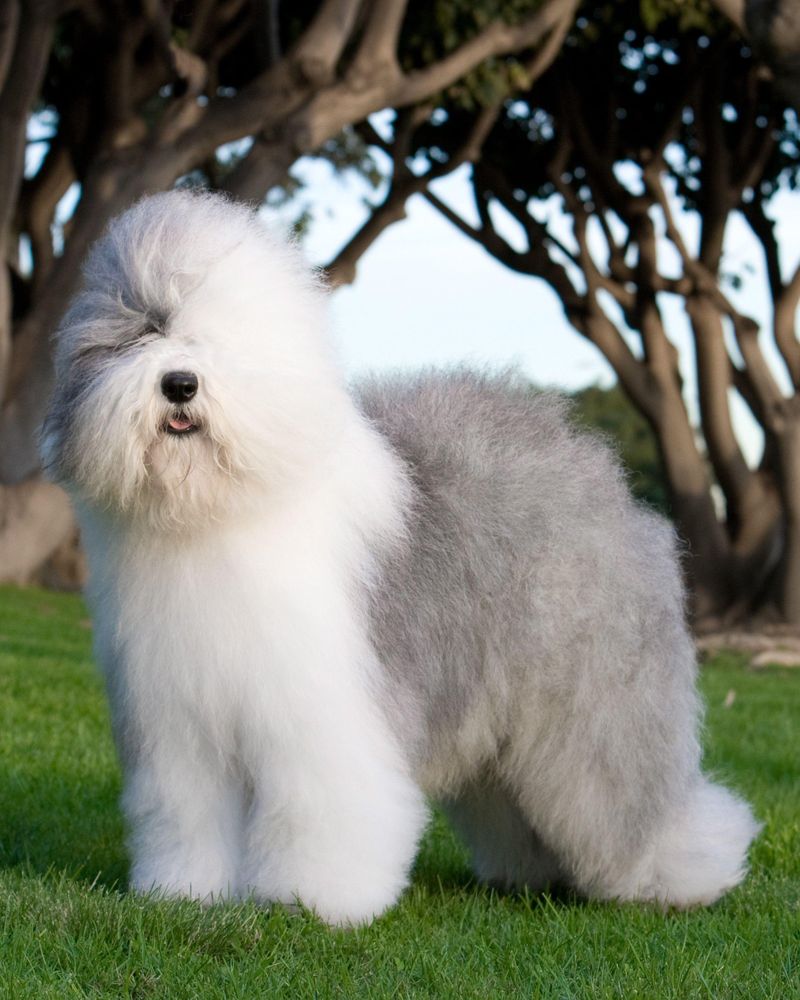 Old English Sheepdog