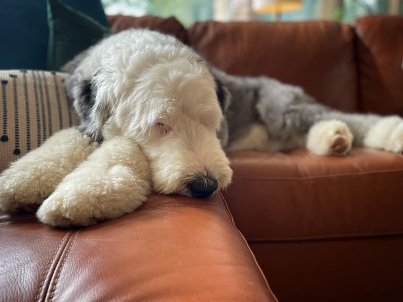 Old English Sheepdog