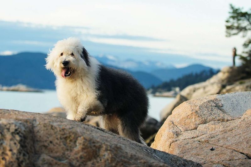 Old English Sheepdog