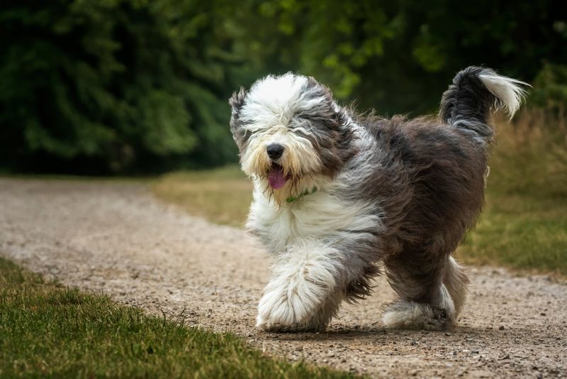 Old English Sheepdog