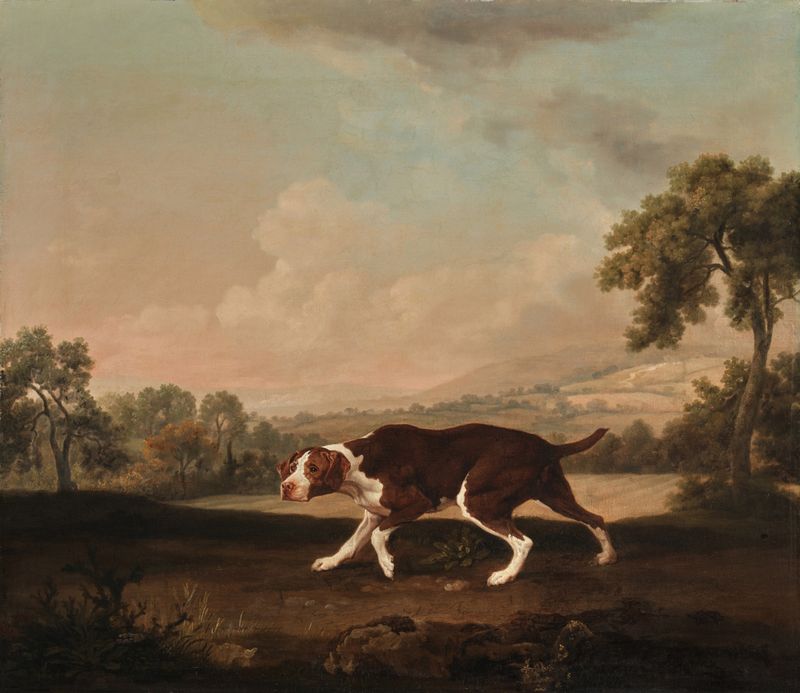 Old Spanish Pointer