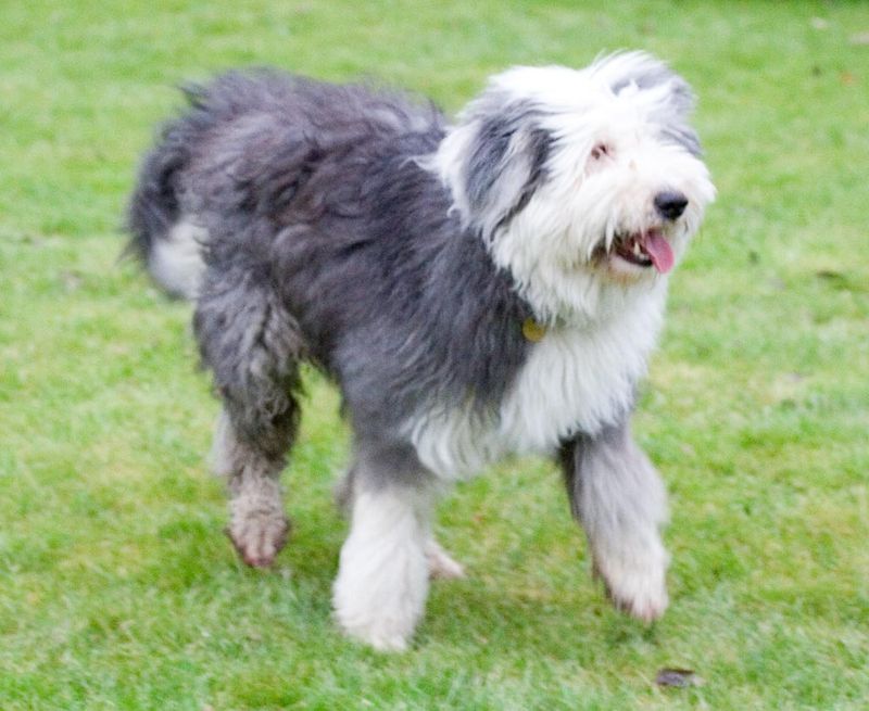 Old Welsh Grey Sheepdog