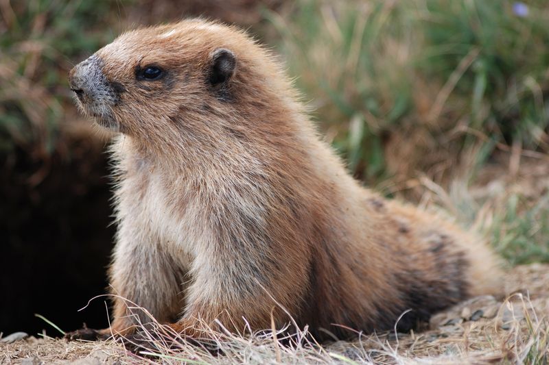 Olympic Marmot