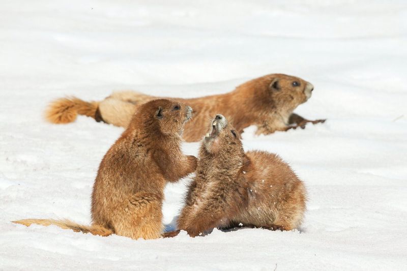 Olympic Marmot