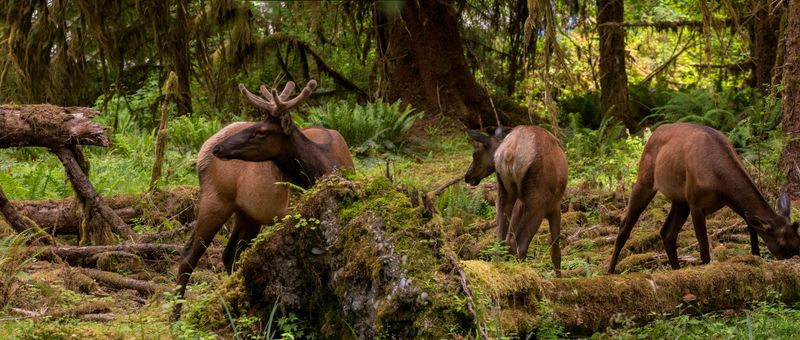 Olympic National Park