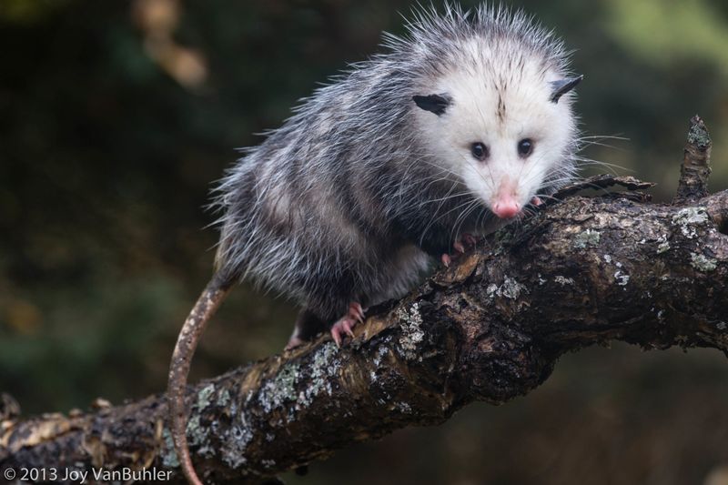 Opossum