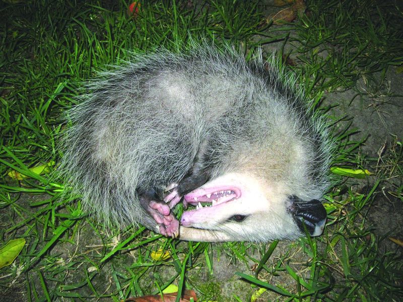 Opossum's Playing Dead