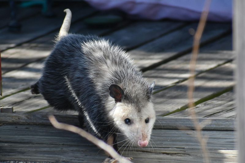 Opossum