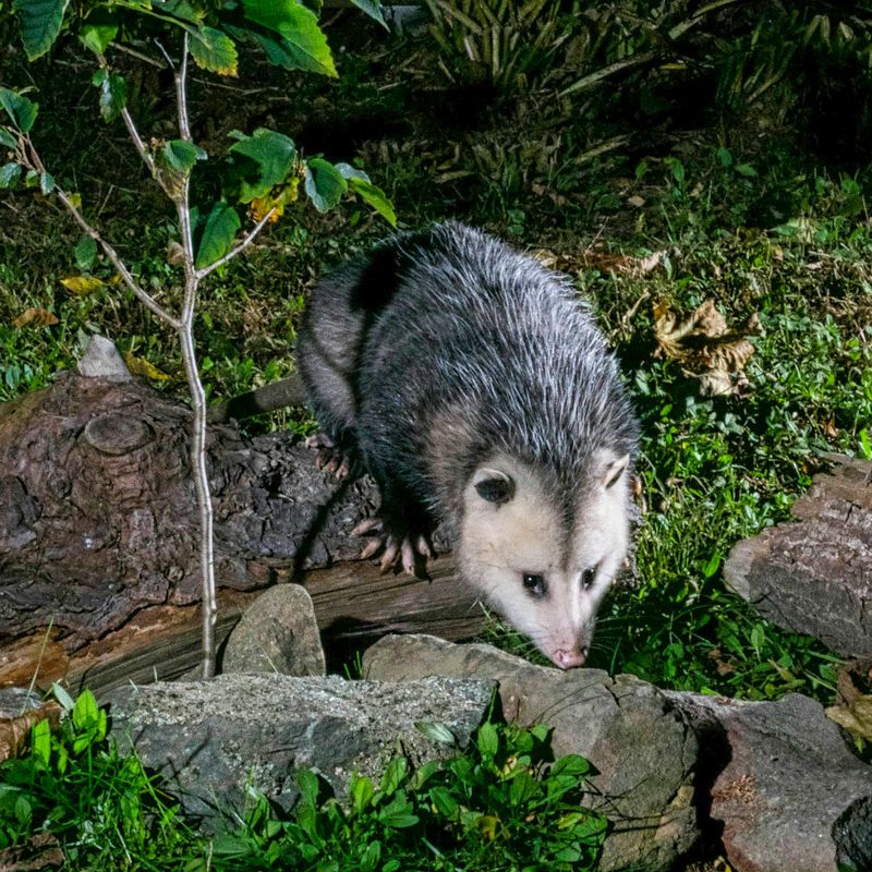 Opossum