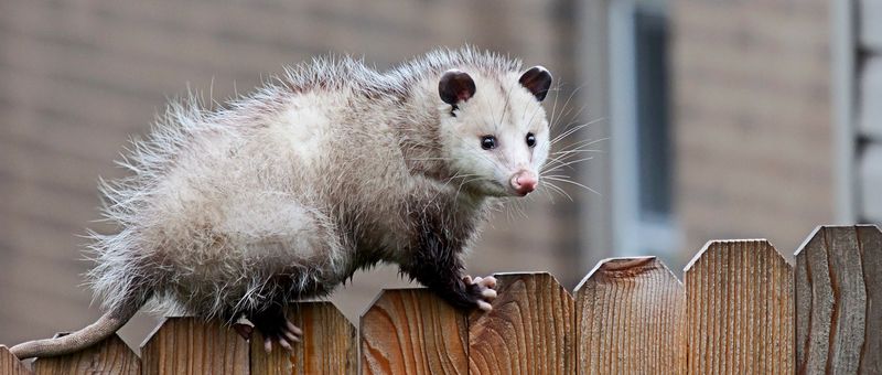 Opossums