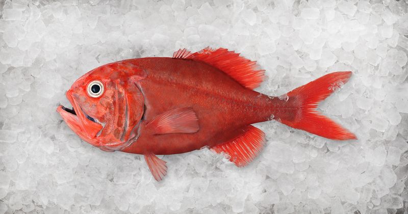 Orange Roughy