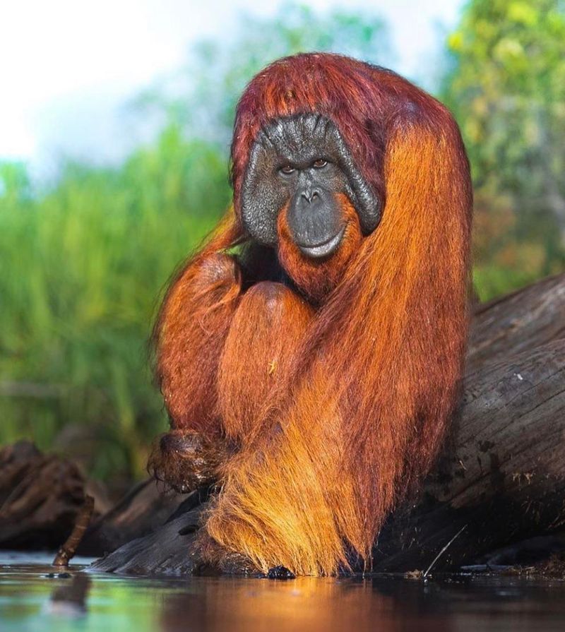 Orangutan