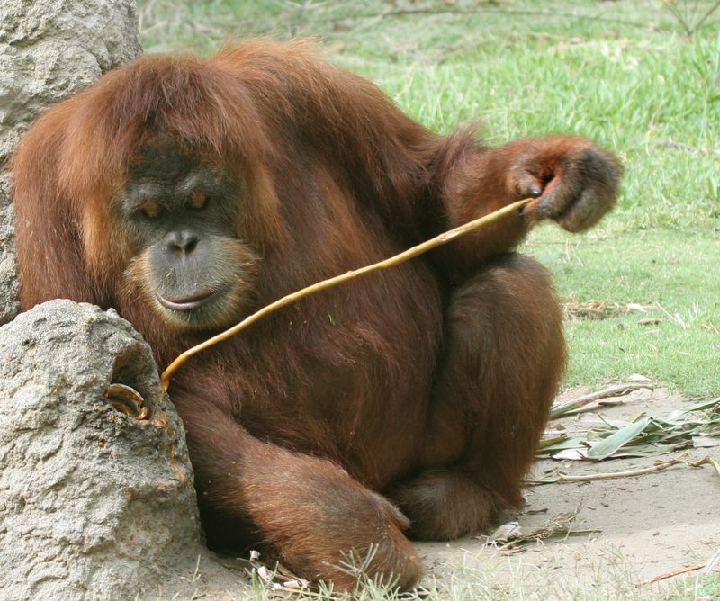 Orangutan's Tool Use