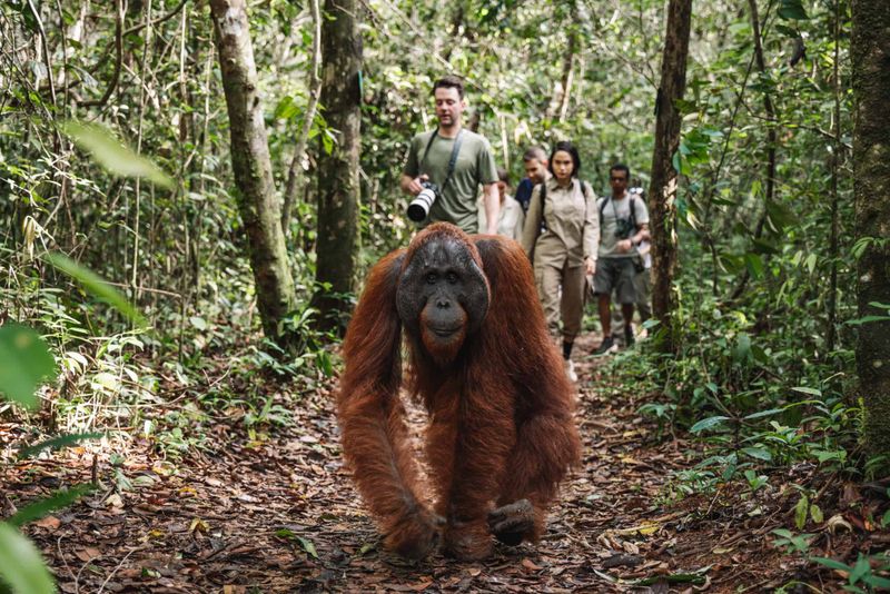 Orangutan Encounter in Borneo