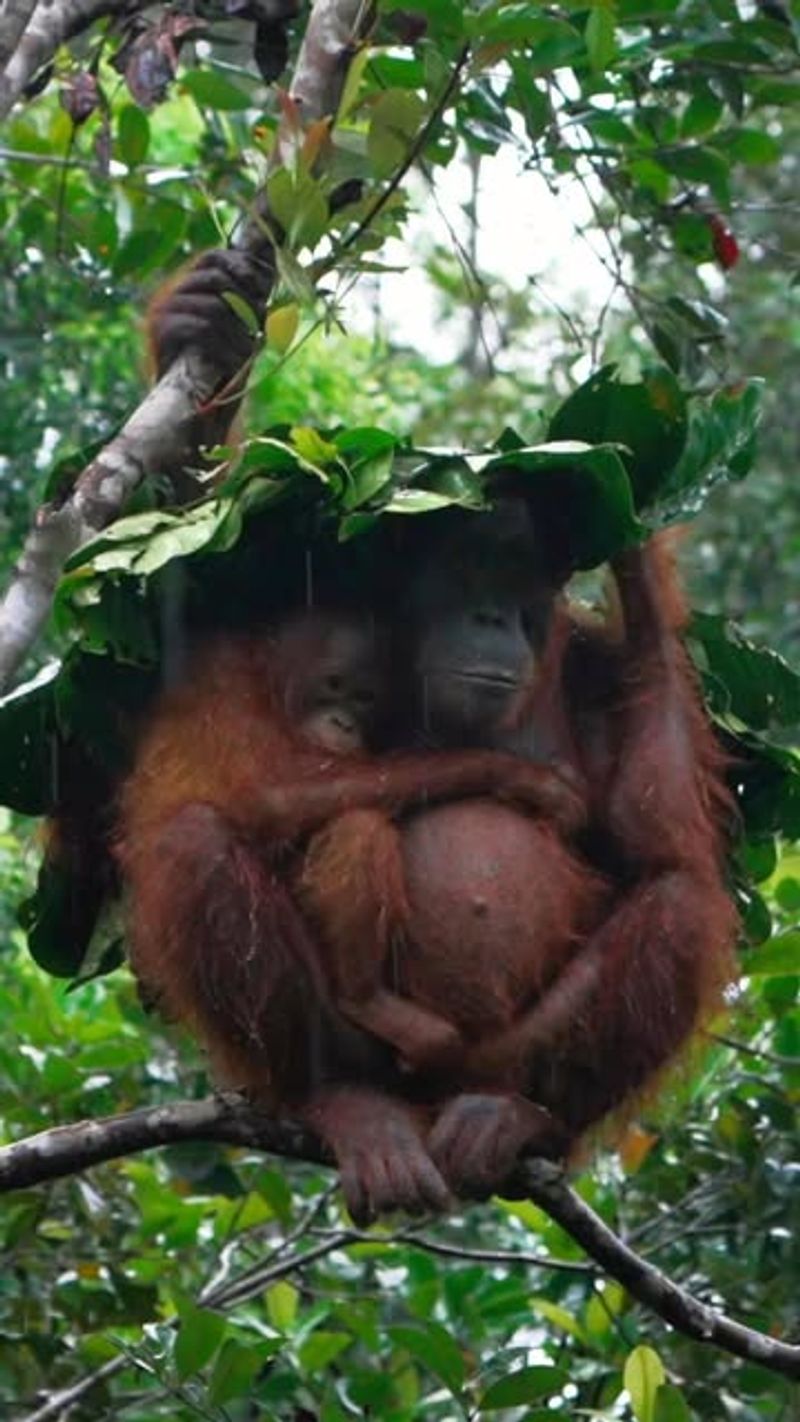 Orangutans Crafting Umbrellas