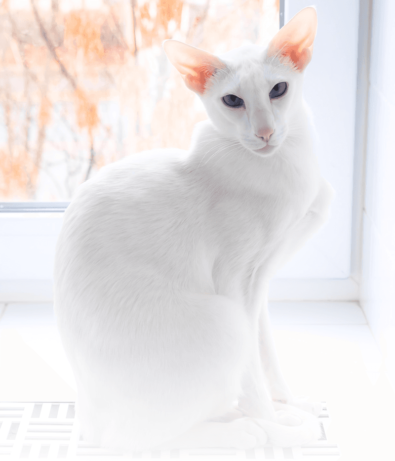 Oriental Shorthair