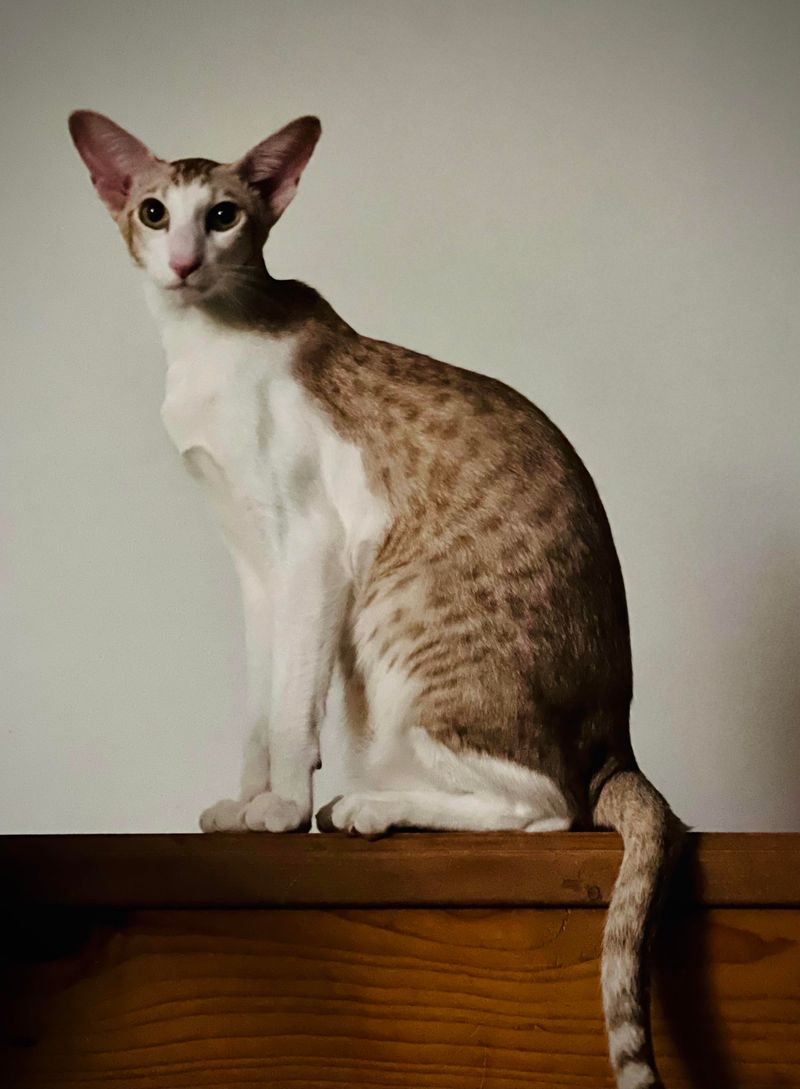 Oriental Shorthair