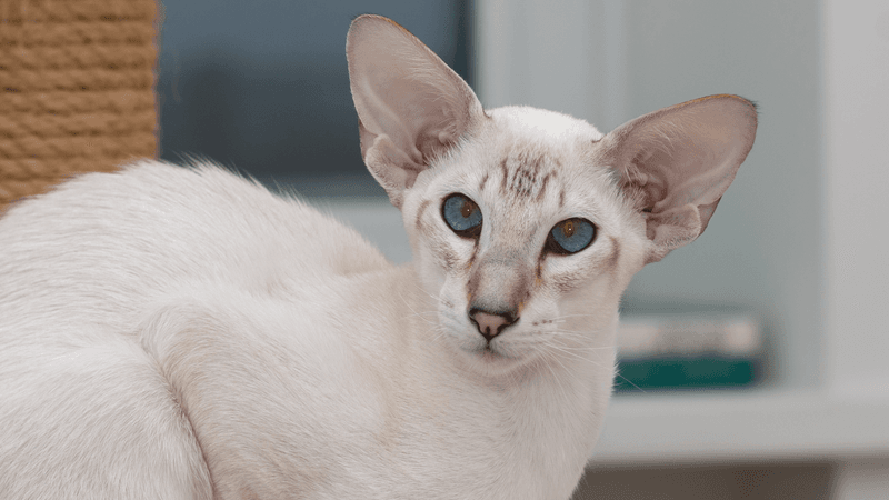 Oriental Shorthair