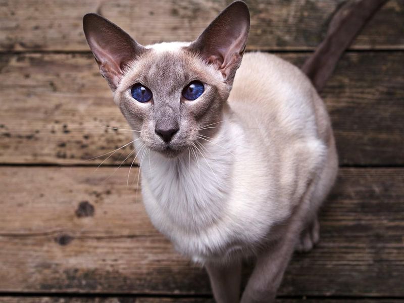 Oriental Shorthair