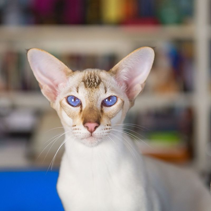 Oriental Shorthair