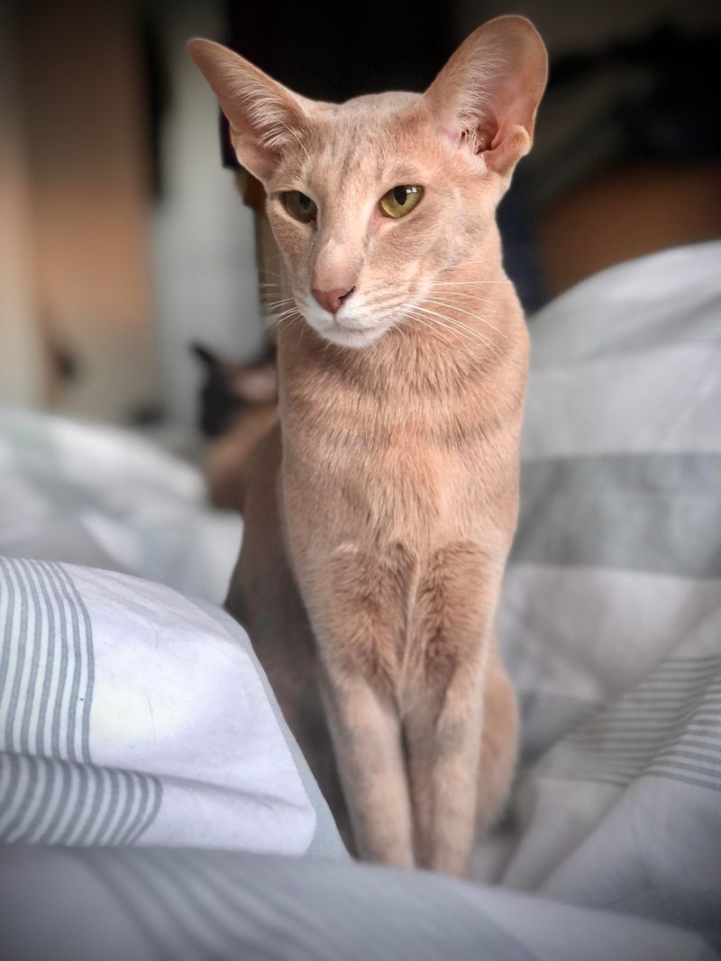 Oriental Shorthair