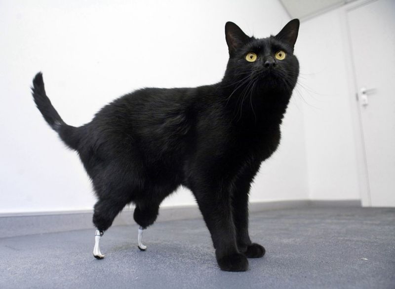 Oscar the Bionic Cat