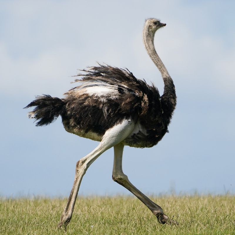 Oscar the Ostrich