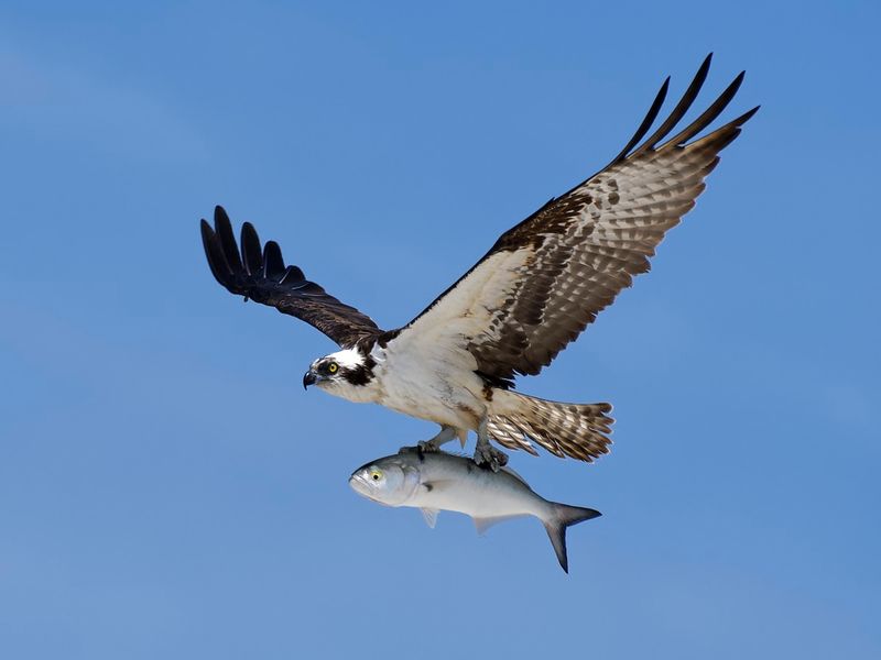 Osprey