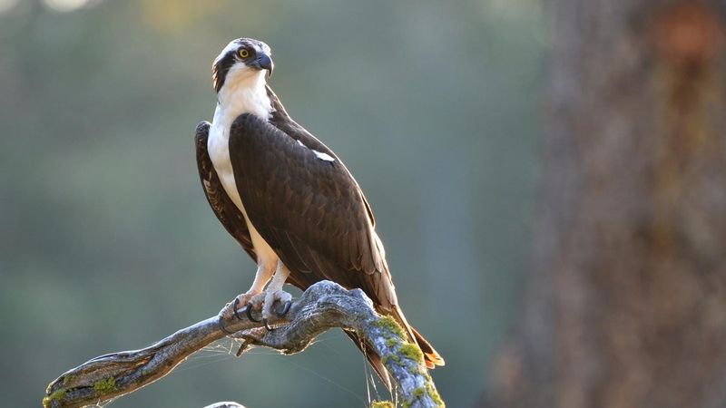 Osprey