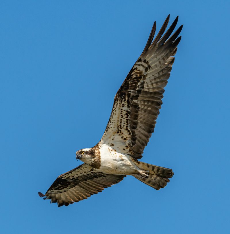 Osprey