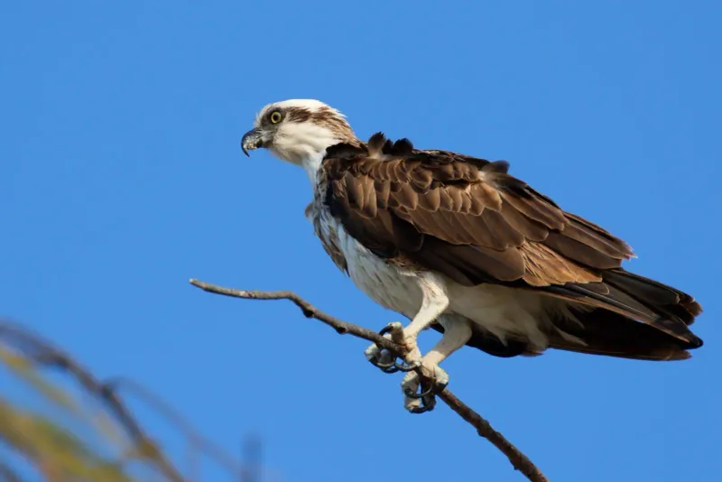 Osprey