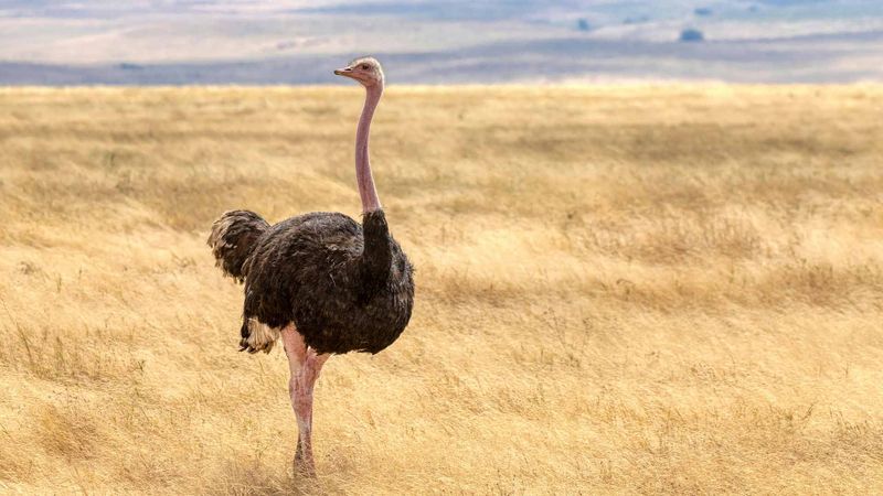 Ostrich